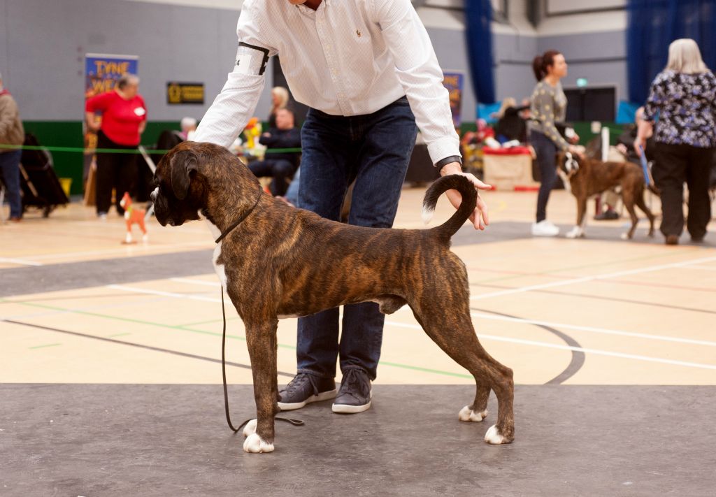 Tyne Wear and Tees Boxer Club Championship Show Results